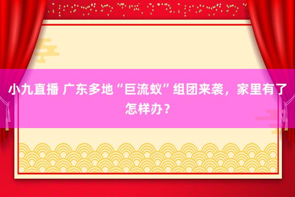小九直播 广东多地“巨流蚁”组团来袭，家里有了怎样办？