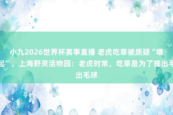 小九2026世界杯赛事直播 老虎吃草被质疑“喂不起”，上海野灵活物园：老虎时常，吃草是为了排出毛球